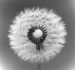 shutterstock_263829962