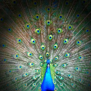 shutterstock_132181412