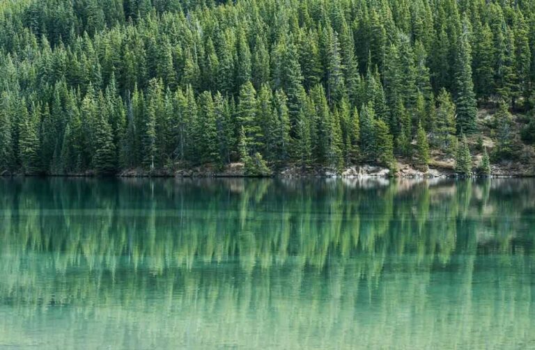 Deforestation: Where is the world losing the most?