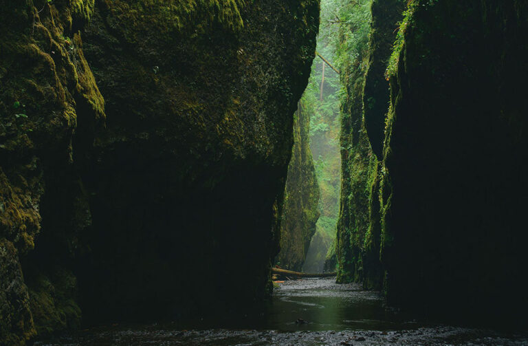 What archaeology is telling us about our forests