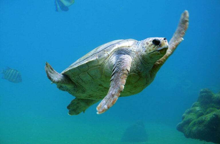 A partnership to advance deep sea exploration