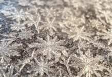 Learn nature’s wisdom through pattern