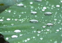 Why Beauty? (The Origins of Beauty Paper)