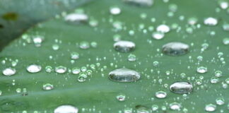 Why Beauty? (The Origins of Beauty Paper)